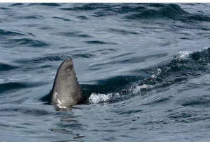 AlgoaFMNews's tweet photo. #SHARKALERT the @NSRI and @bitou_muni are urging caution along Plett and Southern Cape coastline following increased shark activity feeding on a whale carcass in the vicinity between Natures Valley and Keurbooms Beach @AlgoaFM https://t.co/2VAbaxbH15