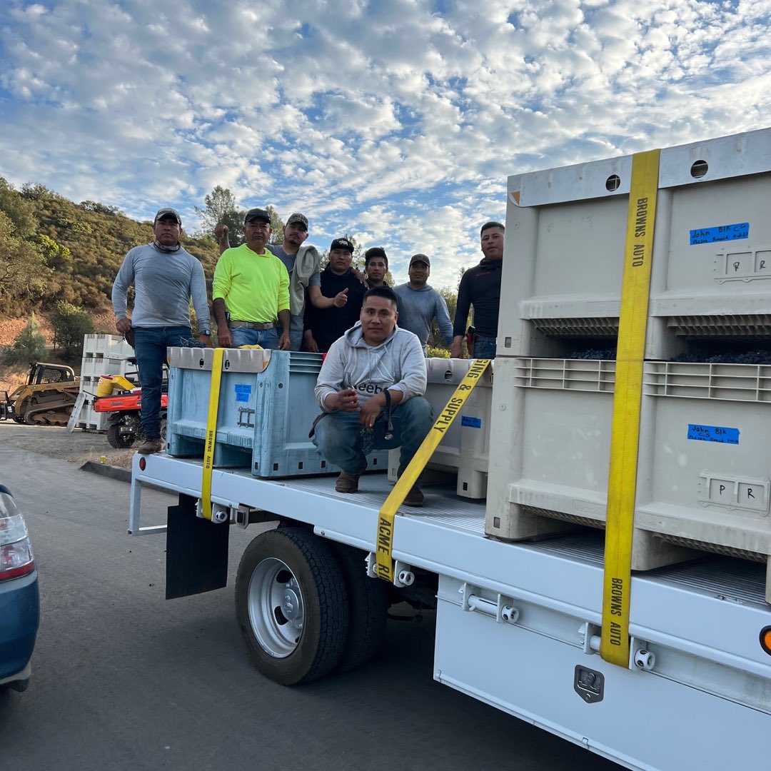 Our 1st pick at Phelan Ranch! We are so excited for this mountain top fruit! #harvest2022 #wineharvest #napavalley #napavalleywine #phelanranch #winemakers #winemaker #wine