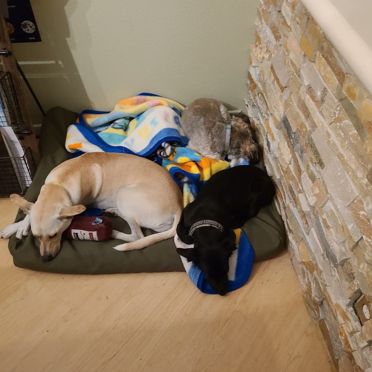 Aelwulf's tweet photo. @pups_Puppies1 Of course! But might be biased... Kylo's our new 4-month old rescue addition. https://t.co/hGrKRuOCgy
