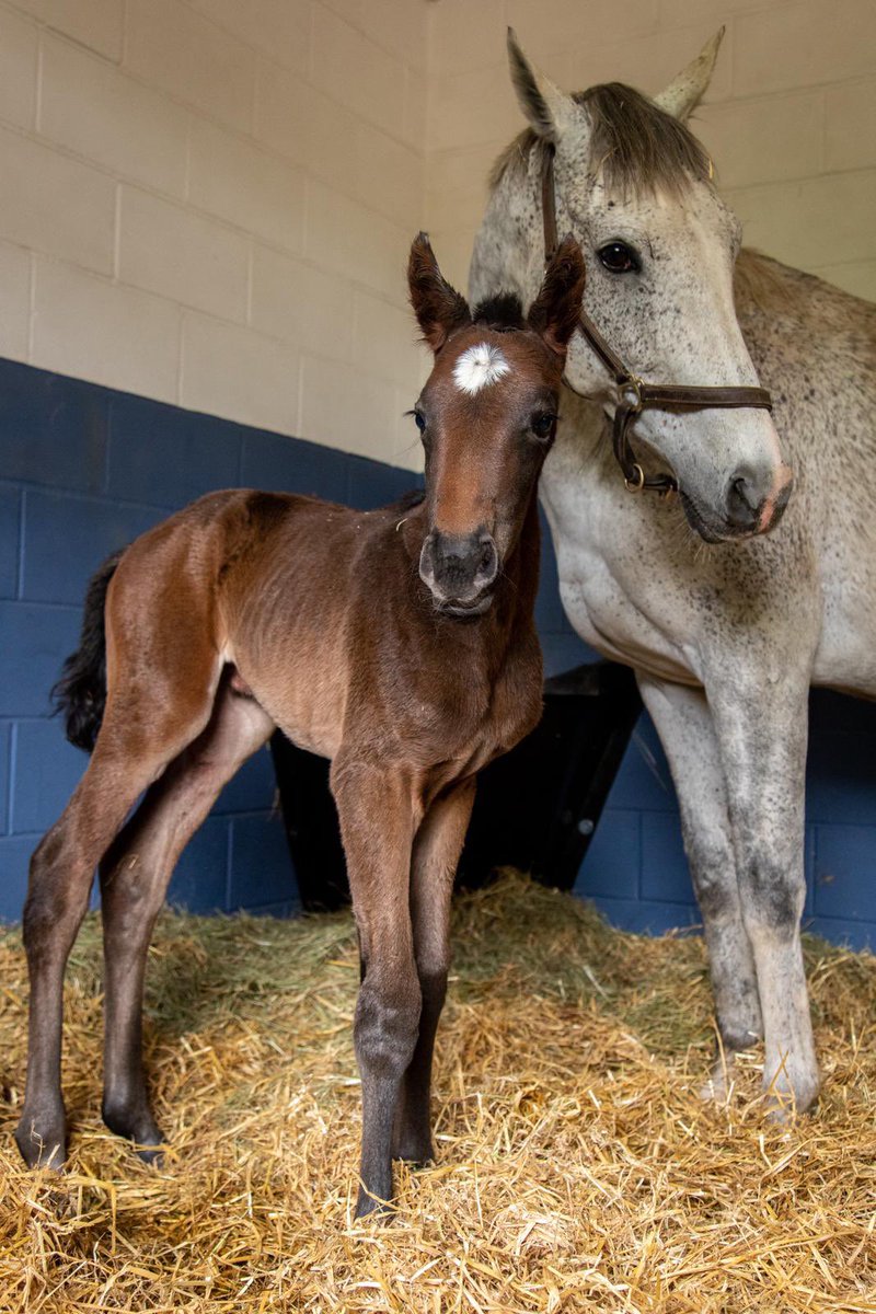 ParkwoodStud's tweet image. WOW! 🤩
What a run from Park wood, broken and raised Miss Dolly Rocker at @kemptonparkrace she is @OverburySires #frontiersmans first runner and what a promising start at a huge price! Congratulations to owner breeder @jenddor and all connections. @SaracenTB