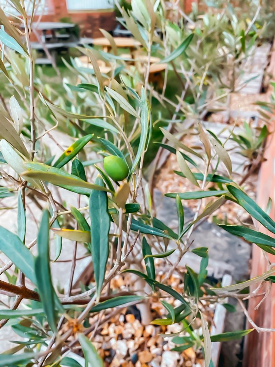 Olives Et Al tweet media