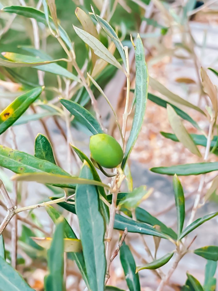 Olives Et Al tweet media