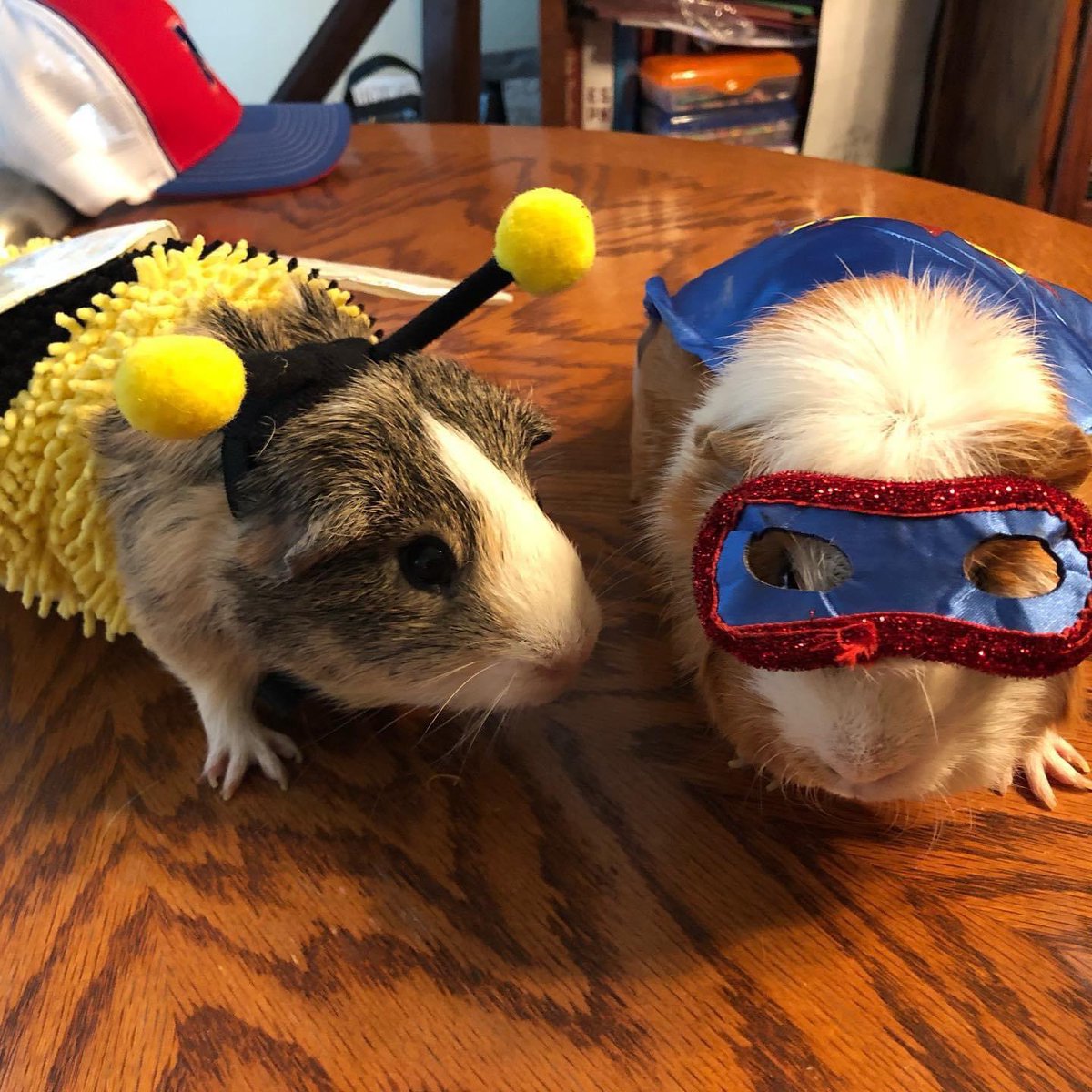 Terry Johnston tweet media