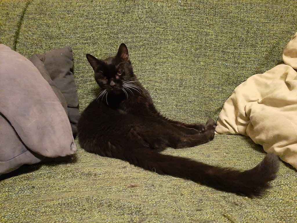 1 juni 2003 — 4 september 2022

Ik weet nog goed hoe we elkaar voor het eerst ontmoetten. Samen met Arnoud ging ik naar het asiel in Balgoij om een kat te zoeken. De eigenaresse zei dat ze twee binnenkatten had: jouw broer Suus en jij.

daniel-debunkt.nl/tara/in-memori…