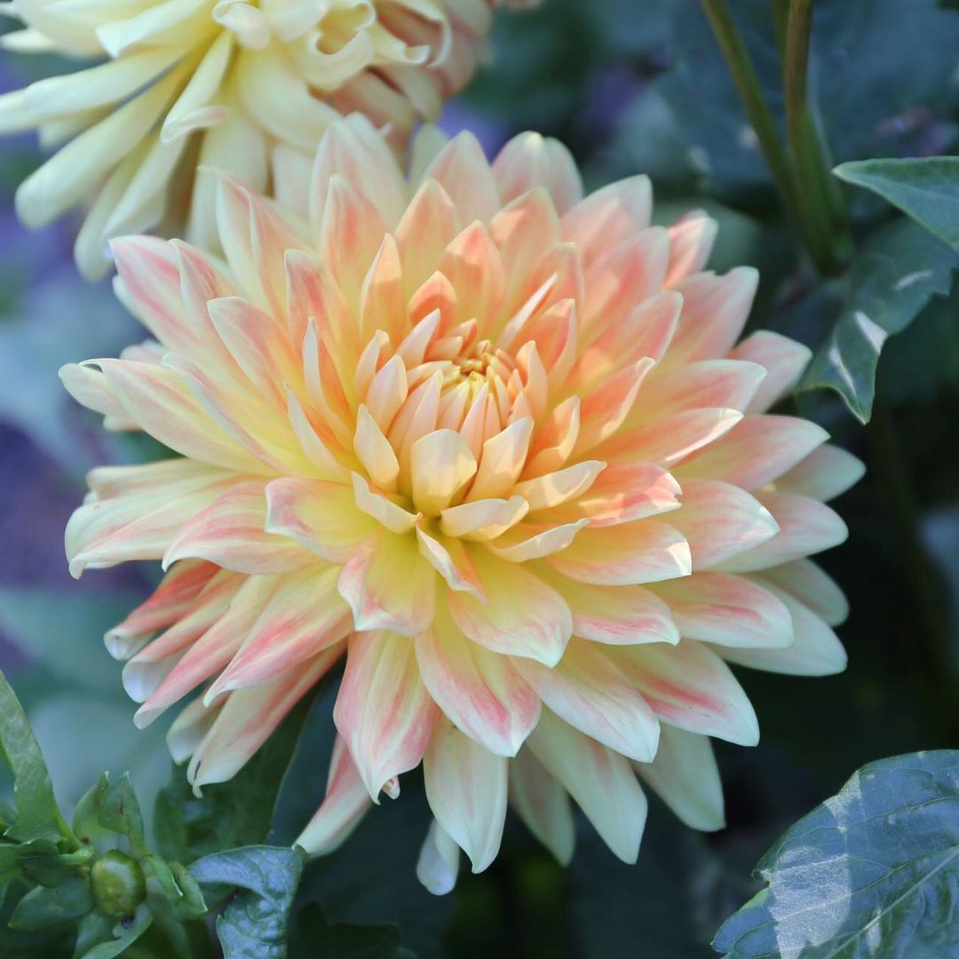 Blooming Now: Dahlia Motto. This is no ordinary orange dahlia. Motto's 7 to 8" flowers are a harmony of warm hues that include honey, cantaloupe and papaya. Looks cool and elegant in the garden and pairs beautifully with so many other colors.
