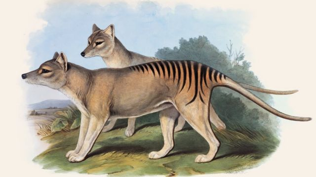 ciencias_chile's tweet photo. 🗓️7 de septiembre de 1936. Fallece el último tigre de Tasmania. Su nombre era Benjamín, pero se sospecha que era una hembra. Cada 7 de septiembre, #Australia conmemora el Día de las Especies Amenazadas. https://t.co/1gJvseFy2y
