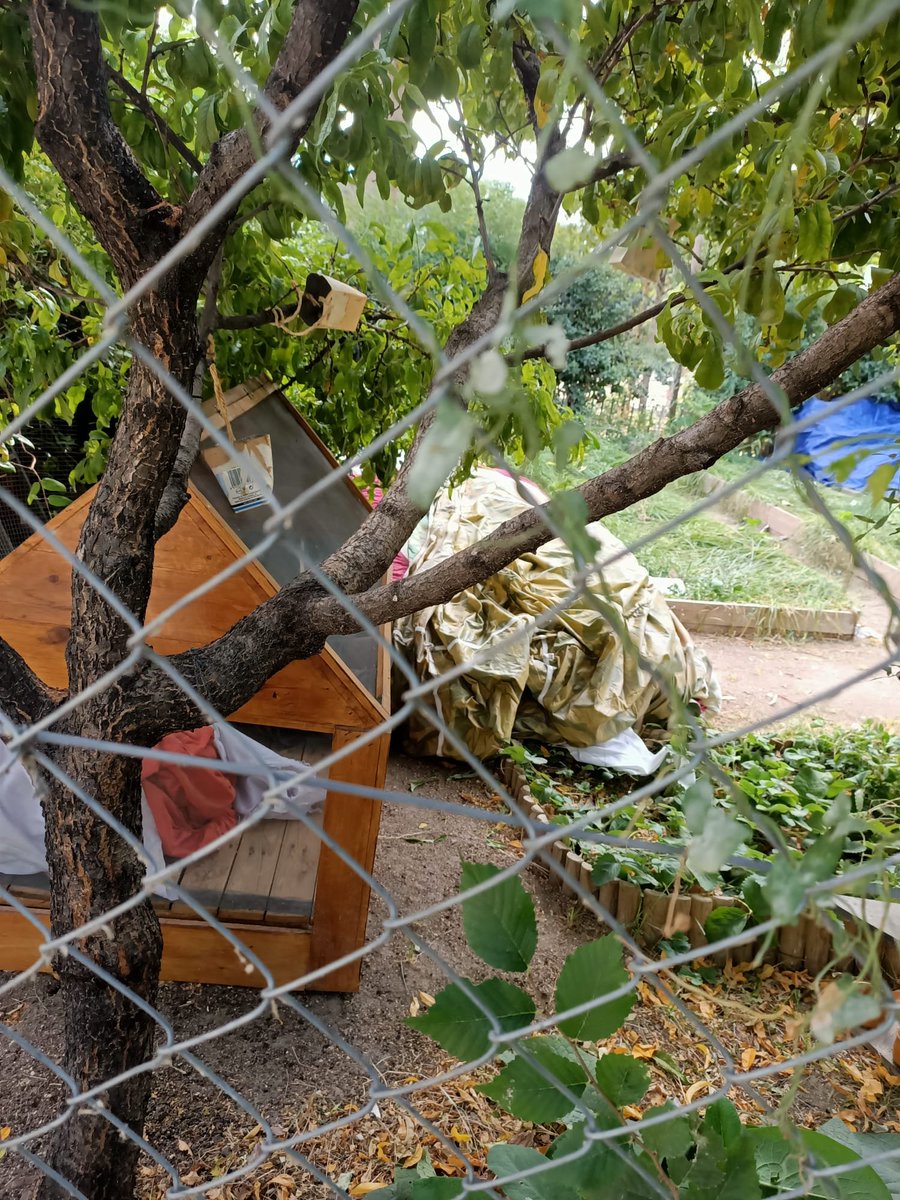 montseh2's tweet photo. @JMDCentro @Lineamadrid @reclamalavapies @CasinodelaReina 
Huerto escolar del Casino de la Reina okupado y los niños como lo usan?? https://t.co/Y44o8yP69u