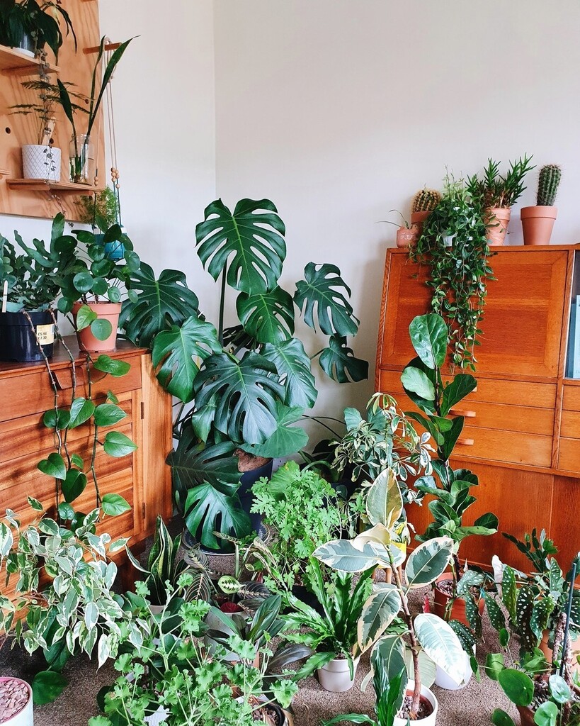 Seedhouseplants's tweet photo. Getting abit crowded here 😂
.
.
.
.
.
#houseplantsmakemehappy #houseplantsofinstagram #urbanjungleblog #urbanjungle #cacticollection #houseplantcollection https://t.co/0Ucaa1tqRR https://t.co/an70AtcQ47