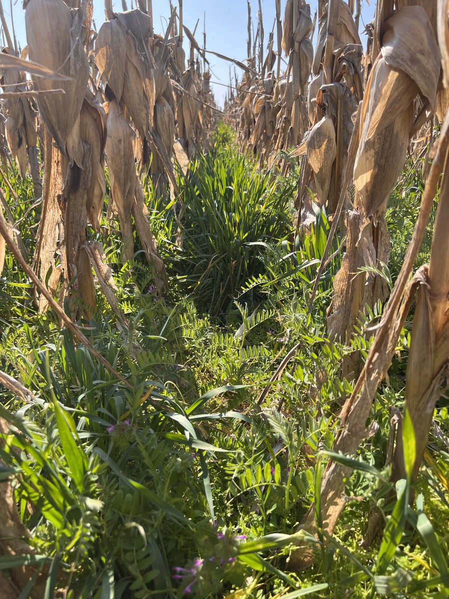 PecoAz's tweet photo. #covercrops #servicecrops @TandiliaReg @CS_Divulgacion #RaicesVivas #Highlands de #Chillar https://t.co/i6TegtrMEf