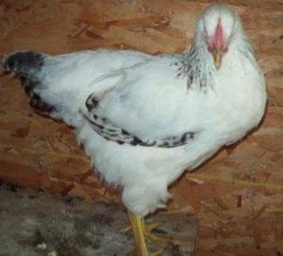 purelypoultry's tweet photo. Delaware chickens are among the fastest-growing of the heritage breeds, are good brown egg layers, and also have a great temperament .Delaware chickens are cold-hardy and have a single comb.  To learn more visit our website https://t.co/swupdSWwxk https://t.co/RXSwDv5b1C