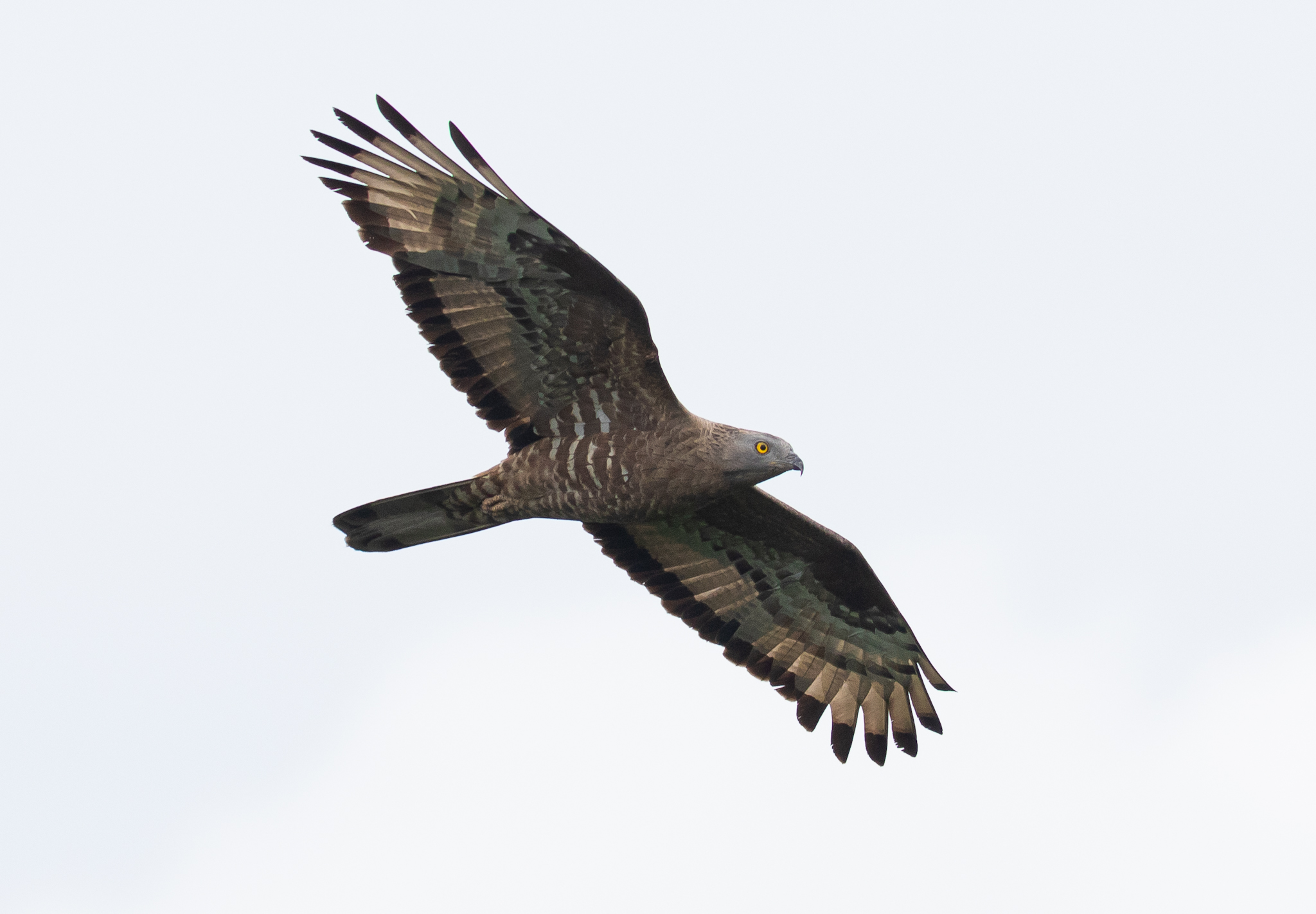 Batumi Raptor Count on Twitter "The Honey Buzzards are unstoppable!💥