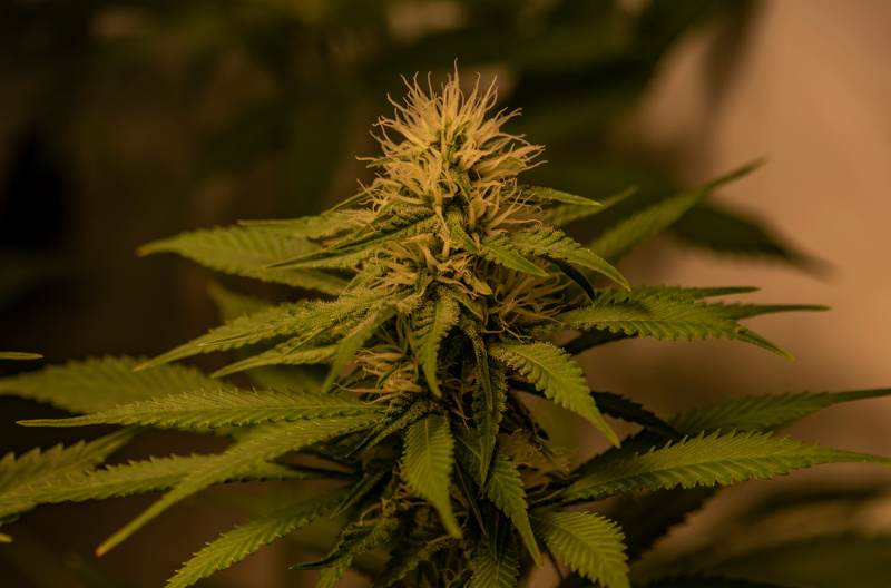 bredly_weed's tweet photo. Some dedicated cannabis enthusiasts take their hobbies extremely seriously. When it comes to finding the best strains, these aficionados are willing to spend hours reading reviews and researching as many strains as possible before making a final

https://t.co/7sWSEyktEH https://t.co/AFHeJxi15s