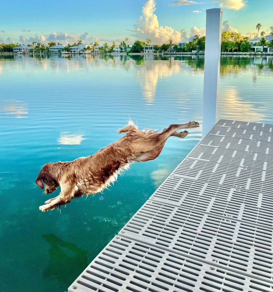 TheGoldenRatio4's tweet photo. Such perfect lines on this dive! https://t.co/sSBDA1JYaP