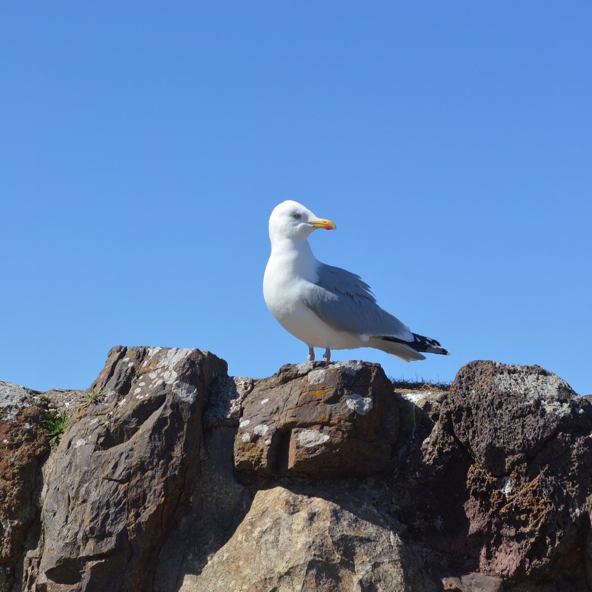 We're back!
Our first open drop-in will be held on this Friday 9th September from 10am until 12 noon in the Hope Rooms, Forth Street.
Anyone interested in joining is very welcome to come along.