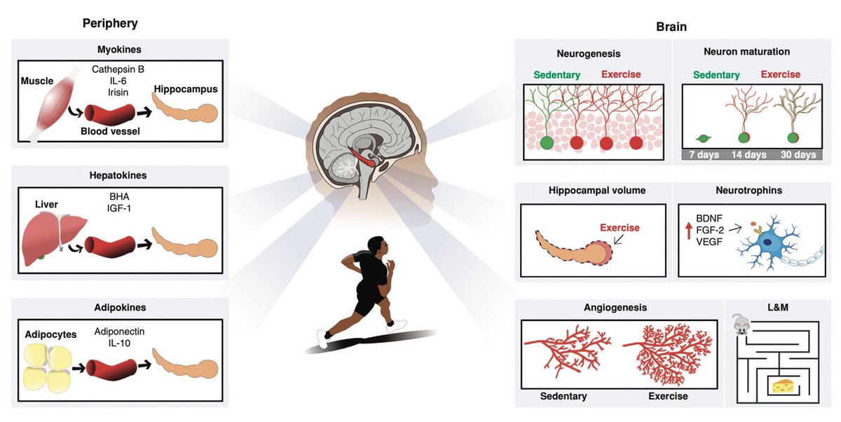 ChristophBurch's tweet photo. Accumulating research indicates that exercise benefits brain function and may prevent/delay onset of neurodegenerative conditions. 
In particular, exercise modifies the structure/function of the hippocampus, a brain area important for learning and memory…
https://t.co/0UTkweC6Uh https://t.co/rsTXE5dB2f