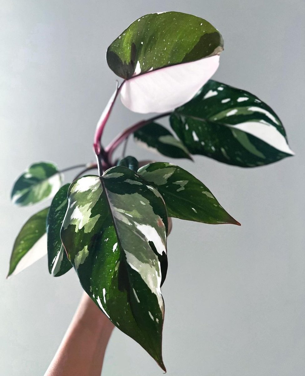 I NEED a variegated Philodendron Anderson 🌿
