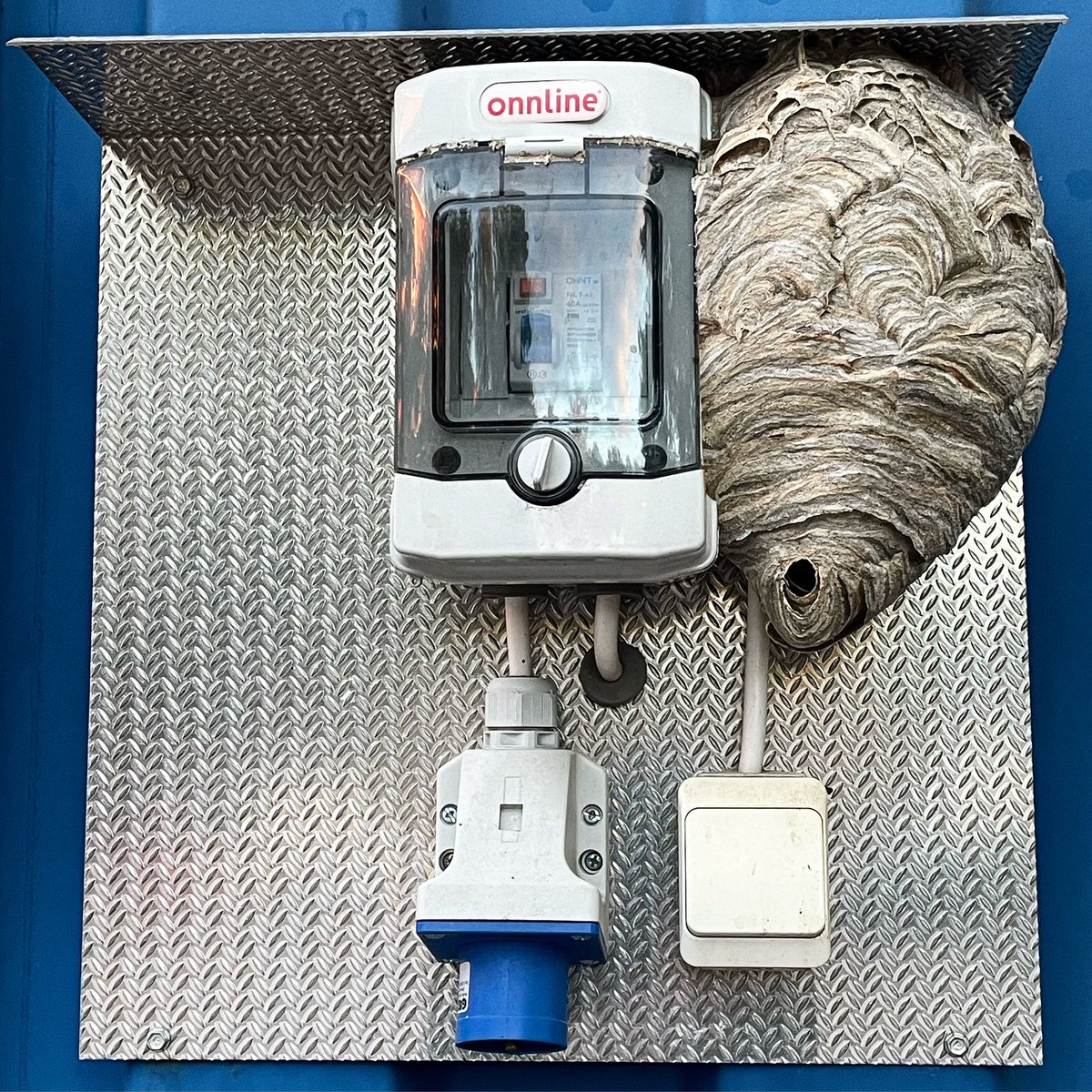 🐝⚡️🏭 Kun ihminen ei näköjään osaa/voi korjata rikkoutunutta sähkömarkkinaa, niin eiköhän oteta hyöteistuotanto hyötykäyttöön? #ampiainen #sähkö #online #bee #electricity