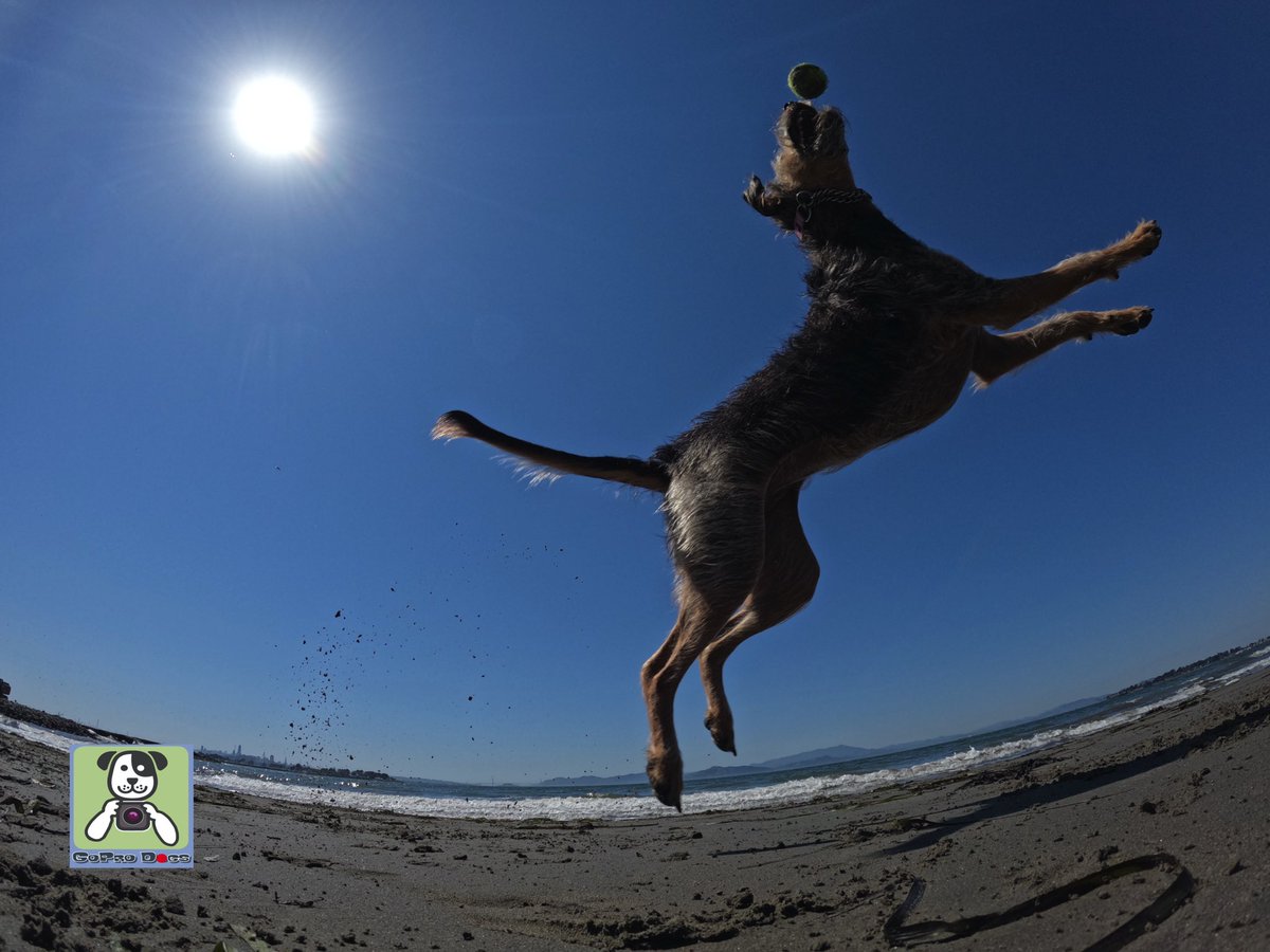 GoProCharlie1's tweet image. GoPro Charlie sez geez my momz got mad #goprohero10 #dogphotography skillz! 🐶🙌📸🙌😎👏👏 Here’s high flying Luna! 🐶🚀🎾😎 #gopro #goprodogs #goprocharlie #dogcelebration #landofdogs #dogsoftwitter #photographer 🐶🙌📸🙌😎👏👏