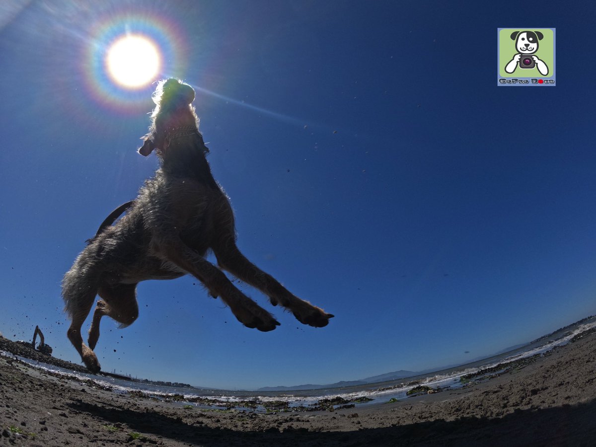GoProCharlie1's tweet image. GoPro Charlie sez geez my momz got mad #goprohero10 #dogphotography skillz! 🐶🙌📸🙌😎👏👏 Here’s high flying Luna! 🐶🚀🎾😎 #gopro #goprodogs #goprocharlie #dogcelebration #landofdogs #dogsoftwitter #photographer 🐶🙌📸🙌😎👏👏