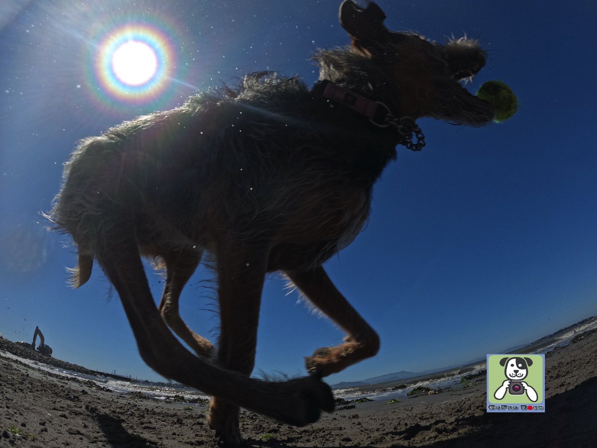 GoProCharlie1's tweet image. GoPro Charlie sez geez my momz got mad #goprohero10 #dogphotography skillz! 🐶🙌📸🙌😎👏👏 Here’s high flying Luna! 🐶🚀🎾😎 #gopro #goprodogs #goprocharlie #dogcelebration #landofdogs #dogsoftwitter #photographer 🐶🙌📸🙌😎👏👏
