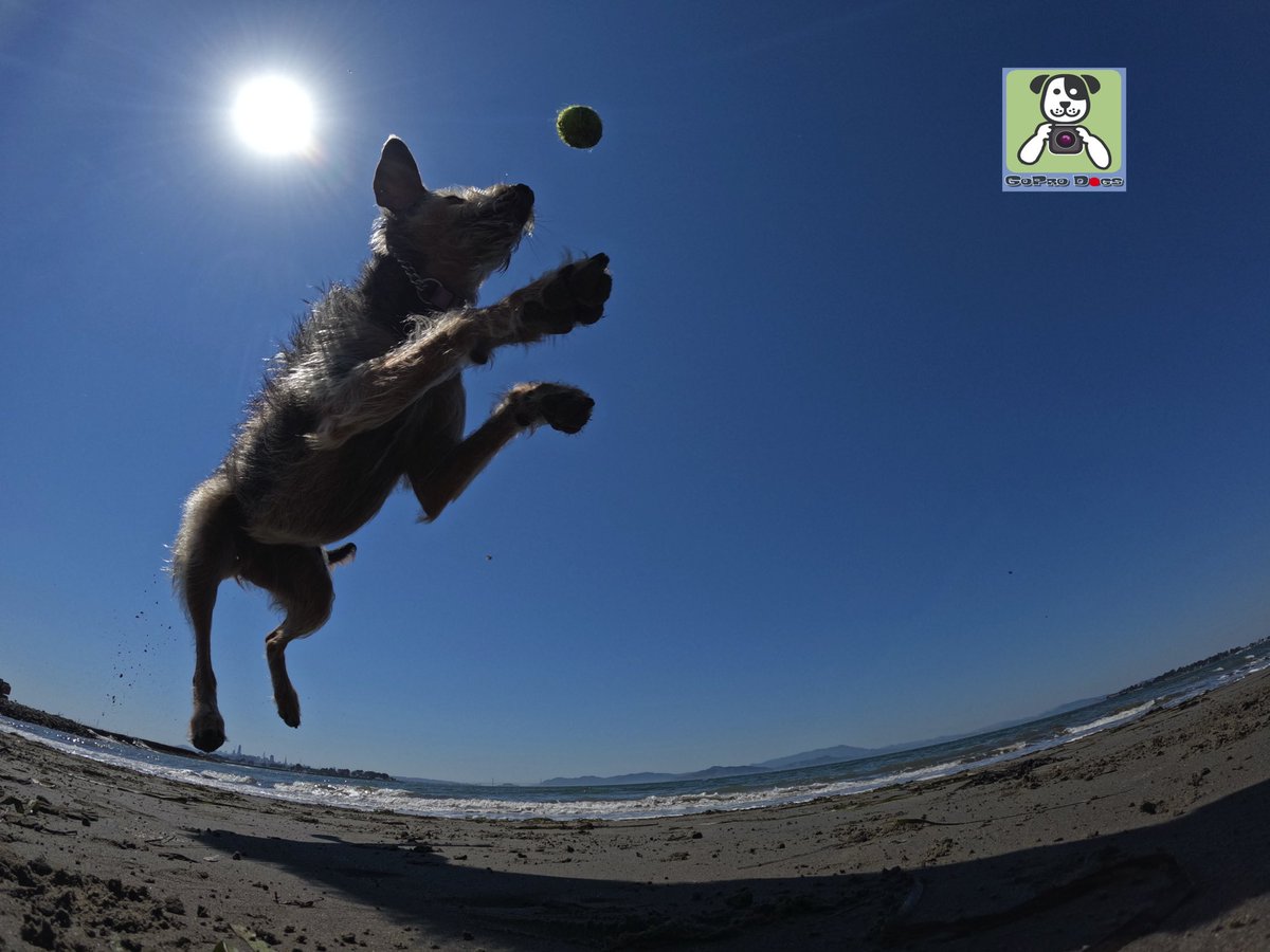GoProCharlie1's tweet image. GoPro Charlie sez geez my momz got mad #goprohero10 #dogphotography skillz! 🐶🙌📸🙌😎👏👏 Here’s high flying Luna! 🐶🚀🎾😎 #gopro #goprodogs #goprocharlie #dogcelebration #landofdogs #dogsoftwitter #photographer 🐶🙌📸🙌😎👏👏