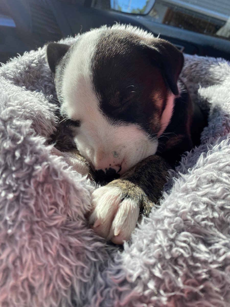 ella_wilson2's tweet photo. Puppy fever was real, so we cured it. Welcome Lacy to the fam 🐾💓 https://t.co/RfGakGxWfU