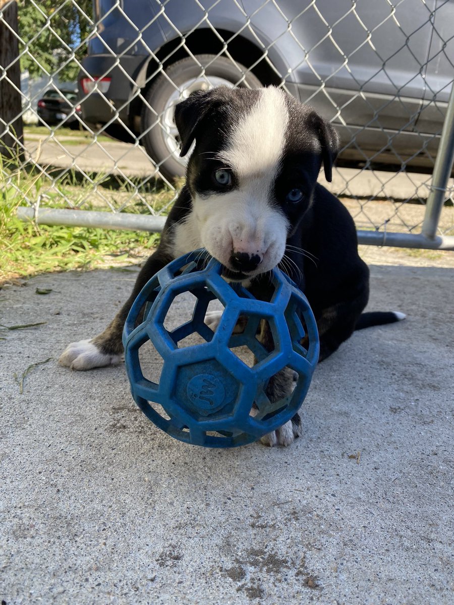 ella_wilson2's tweet photo. Puppy fever was real, so we cured it. Welcome Lacy to the fam 🐾💓 https://t.co/RfGakGxWfU