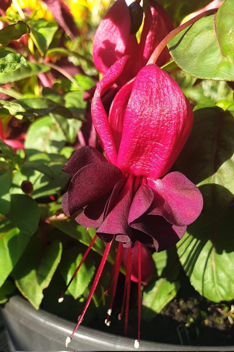 sangram2605's tweet photo. Fuchsia "Blacky"....in all its glory !!#Fuchsia #Dancingladies #Flowers https://t.co/uvmQwiitGp