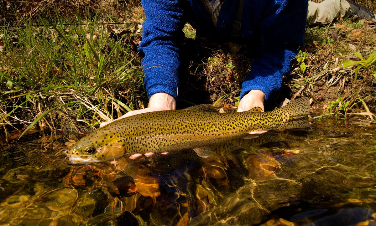 Fly Tying Company tweet media