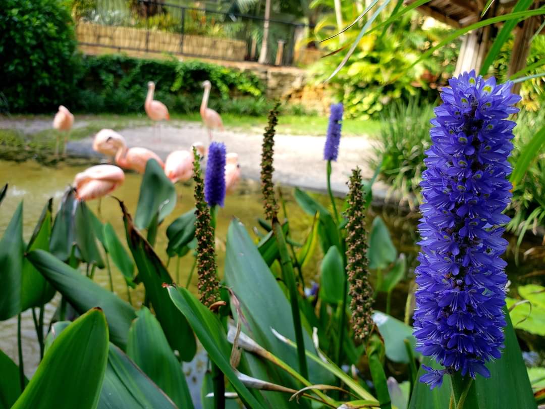 🦩Our #flamingos love to nibble the seeds from this striking flower. Pickerelweed, summer-blooming aquatic, FL plant. Attracts #butterflies, bees, & dragonflies that eat mosquitoes! Seeds & young leaves are edible for humans, too! flawildflowers.org/flower-friday-…

#WhatsBloomingWednesday