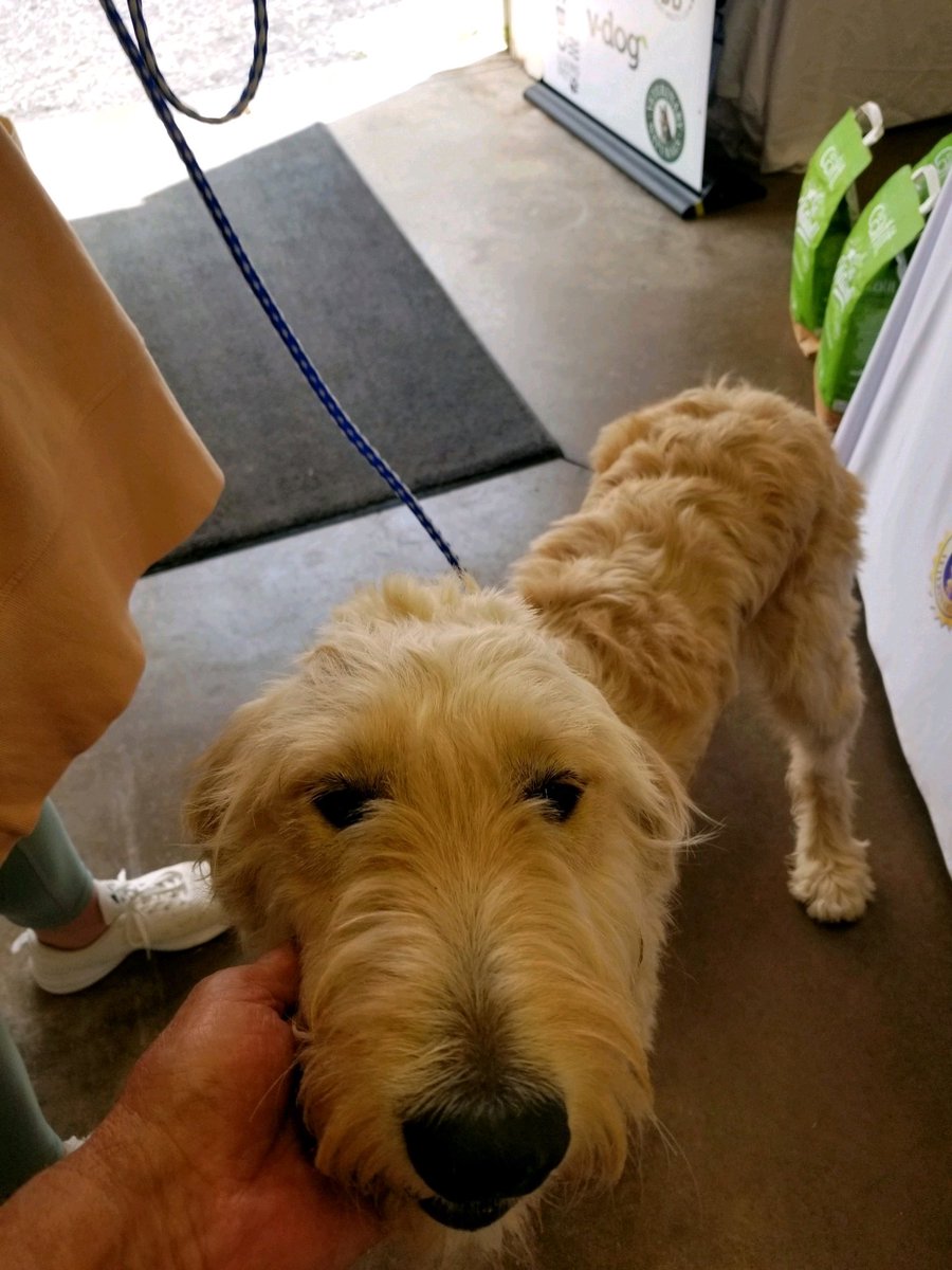 #GetYourLicksOnRt66 - MORE 𝐀𝐃𝐎𝐏𝐓𝐈𝐎𝐍 𝐒𝐔𝐂𝐂𝐄𝐒𝐒 𝐓𝐎𝐃𝐀𝐘 𝐈𝐍 𝐌𝐎𝐎𝐑 𝐎𝐊!❤️🐾 Come Meet FIDO-  9/7 - Moor, OK 11 am - 3 pm Moore Animal Shelter 3900 S. I-35 Service Rd
9/11 - Tulsa, OK 12 pm - 4 pm Woodland Hills Mall 7021 S. Memorial Dr fidofriendly.com/blog/fido-frie…