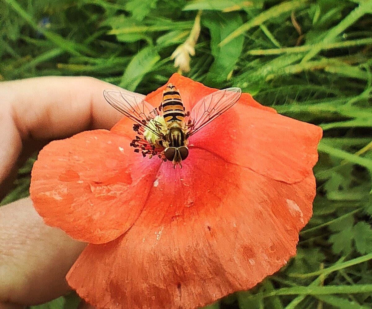KirstyMartuccio's tweet photo. Some gorgeous hoverflies on a site visit today 🪰
#hoverflies #trueflies #diptera #gardens #arableweeds #summer https://t.co/fbEvD4f4Vh