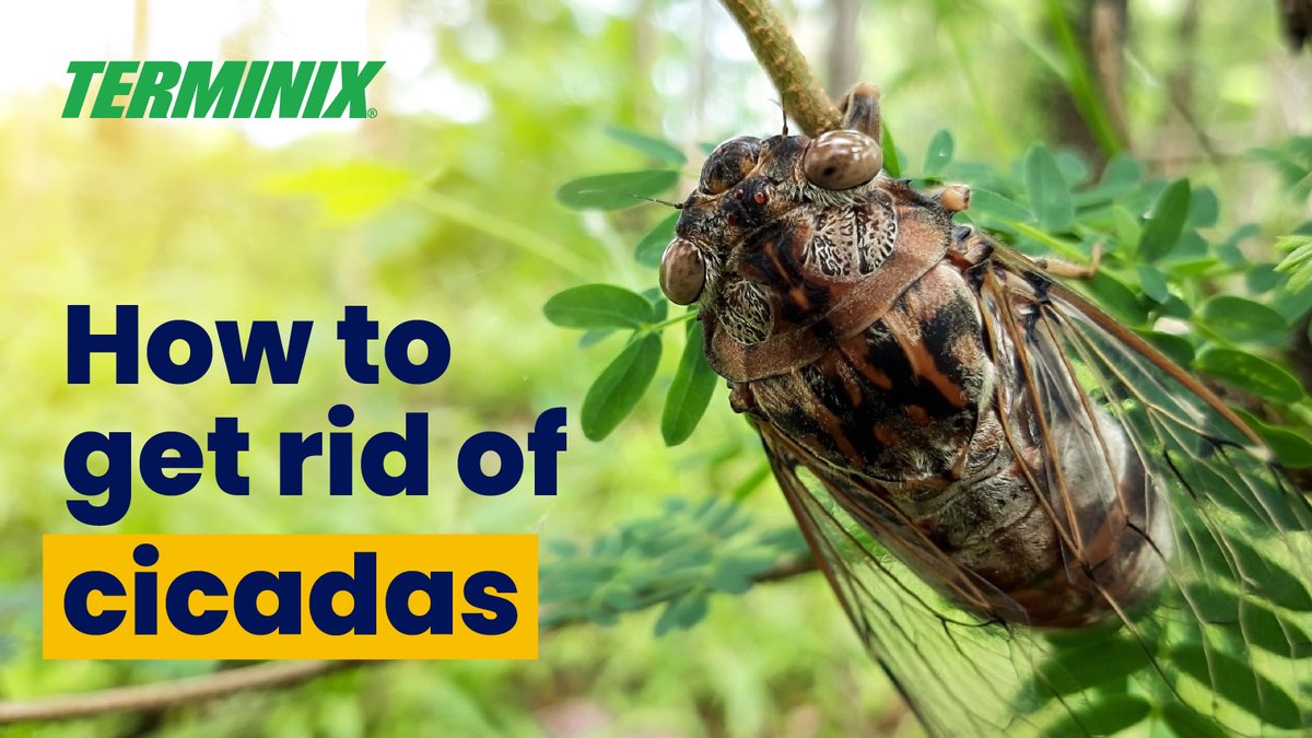 In these last days of summer, you're probably hearing a familiar chorus: the buzzing of hundreds of cicadas. Although Terminix doesn't treat for these insects, read more about how to prevent them from becoming a nuisance: terminix.com/other/flies/ho…