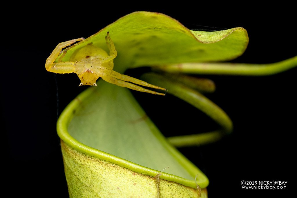 On today's Creature Feature, <a href="/IvyLeWithOneE/">Ivy Le</a> (who does not love spiders) and I talk about how much I LOVE SPIDERS! Do spiders dream? Is it better to eat your mate or yeet your mate? And HOW CUTE is the friendship between a spider and a carnivorous plant??
iheart.com/podcast/105-cr…