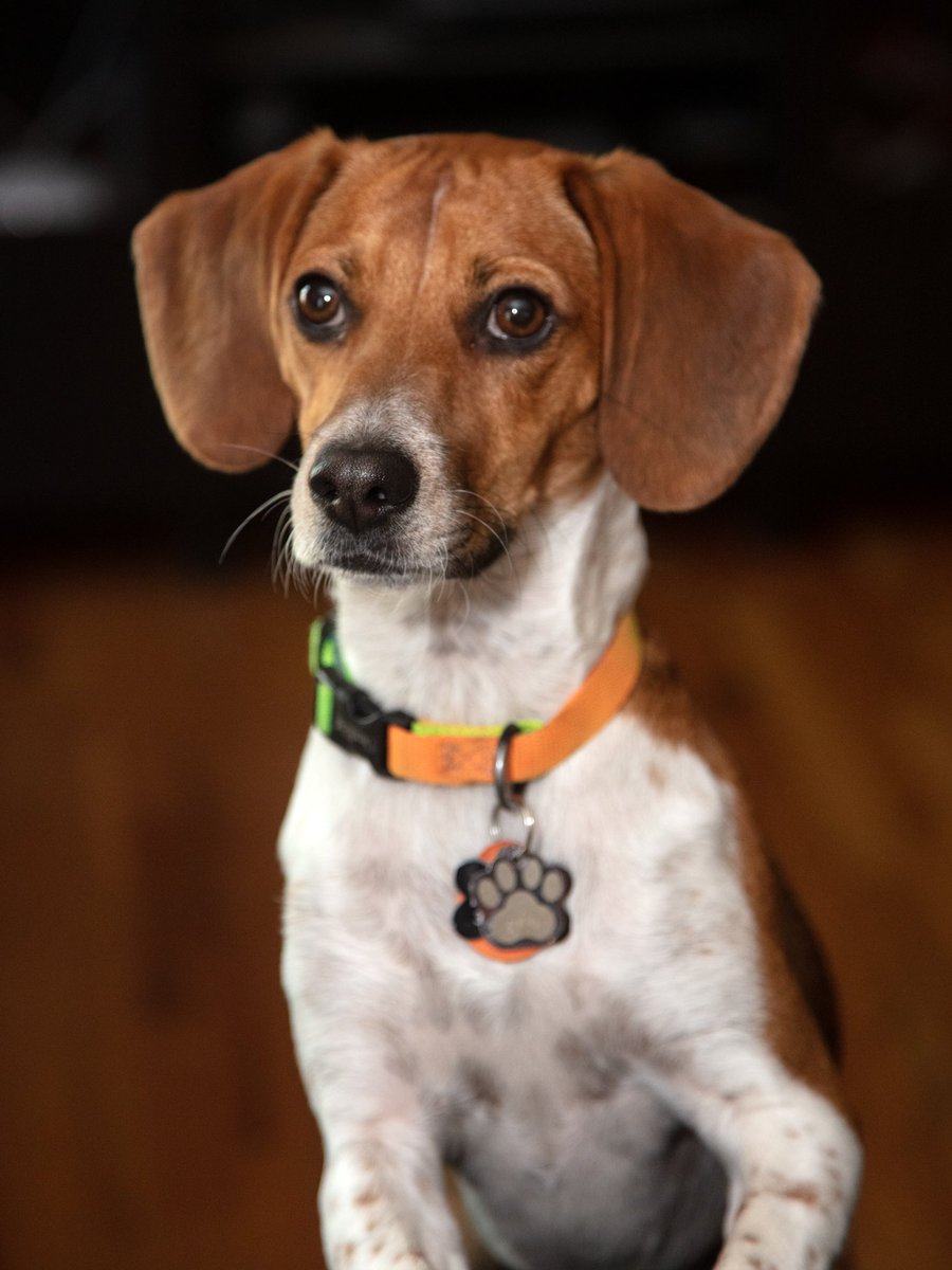 faelgaulds's tweet photo. @besgle Here is my current beagle foster…he is such a cutie! https://t.co/k7BuIdbkL0
