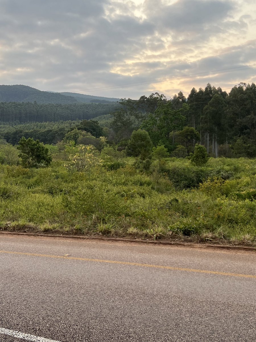 tito_mboweni's tweet image. The R71 from Polokwane through ZCC MORIA to Tzaneen. Great human achievement post 1994. Driving post Makgobaskloof. Just simply beautiful. ⁦@golimpopo⁩. Come visit us. Si wela eLimpopo.