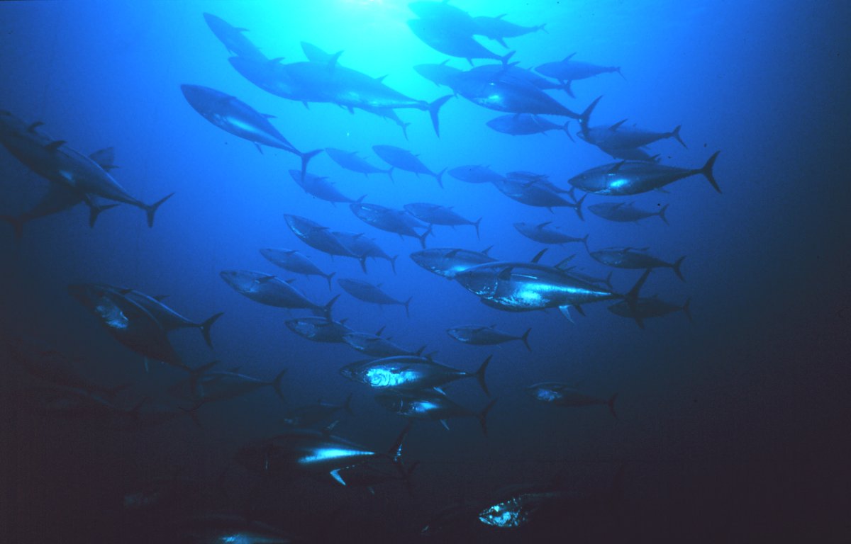 GlobalFishWatch's tweet photo. Las aguas ecuatorianas albergan algunas de las pesquerías más valiosas del Pacífico, como el atún, el calamar gigante y los grandes peces pelágicos.

Al compartir datos con @GlobalFishWatch, Ecuador ayuda a preservar estas especies.

#COFI35 @armada_ecuador @FFAAECUADOR 
📸 @NOAA https://t.co/x3dp1T34AO
