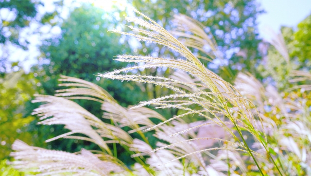 花粉症クエスト 花粉症の最新予防 対策 Kafunq Twitter