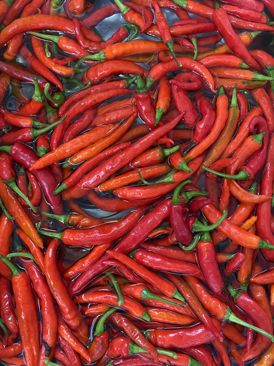 RedMieIOM's tweet photo. Cayennes, Ring of Fire and Chile De Arbol….it’s hot sauce time! Something new to go with the Fermented Scotch Bonnet and Roasted Pepper/Garlic, Habanero and San Marzano Ketchup & Serrano, Lemon and Herb. #hotsauce #chillifarm #iomproduce #iom #iomfoodanddrink https://t.co/zhYEu3uCp4