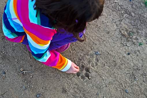 ProjectWILD's tweet photo. In the #GrowingUpWILD activity "Tracks!," children explore animal tracks and make and compare tracks of their own. Wild animals are all around us—even in cities—but most of them hide when they hear or sense danger, making it difficult to see them. https://t.co/apRpqaLu2q