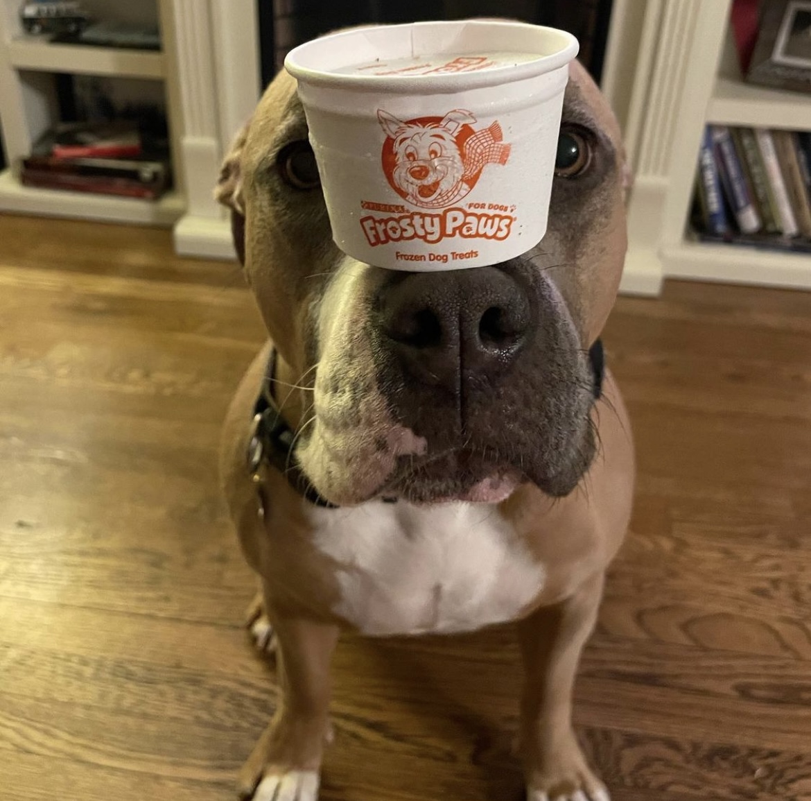 Always worth the wait. ❄️ #WoofWednesday

📸: pittie_pittie_bom_bom (on Instagram)