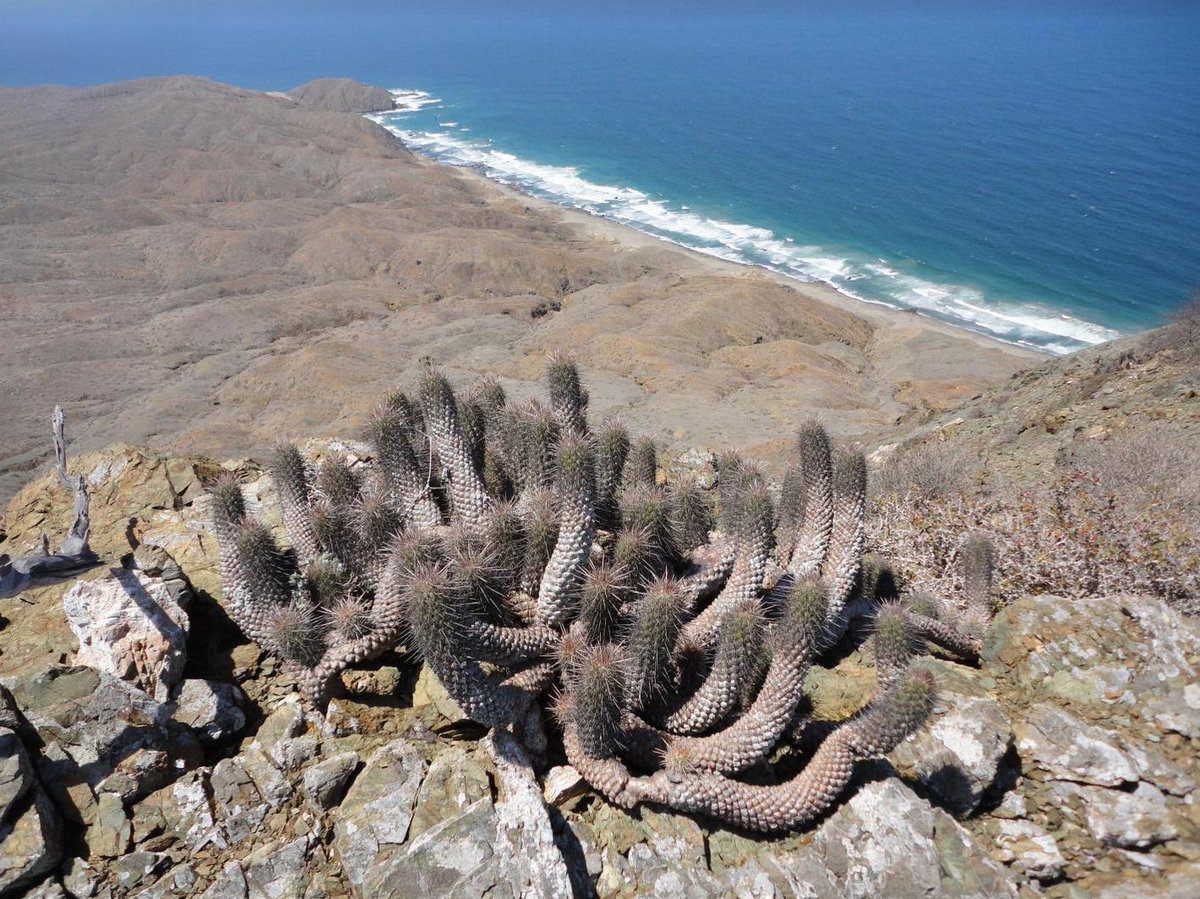 Botanical_'s tweet photo. Remarkably rapid, recent diversification of Cochemiea &amp; Mammillaria in the #BajaCalifornia, #Mexico region (new #AJB research by Peter Breslin, Martin Wojciechowski &amp; @gloquidias) https://t.co/nwtXhUh3zC #botany #evolution #cactus #Cactaceae @wileyplantsci https://t.co/zlsZIOTuIh