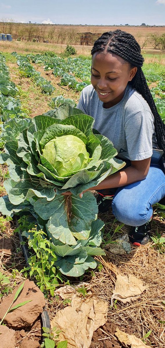 p_dusabimana's tweet image. Youths are playing a critical role in making agriculture sustainable and profitable.
Are you interested?