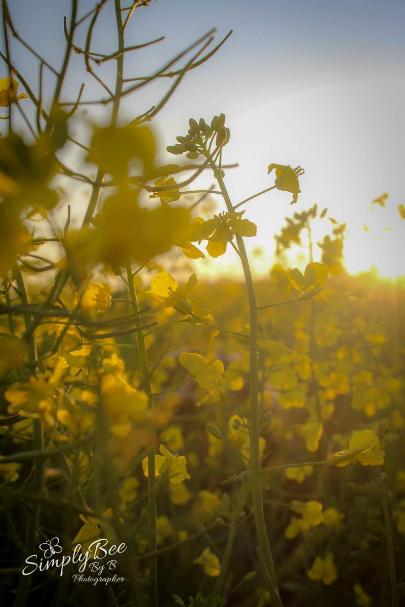 simplybeebyb's tweet photo. Nothing beats a South African sunset between flowers. 

#photooftheday #sunset #yellow #Happiness #photographylovers https://t.co/nnfL1XgZqu