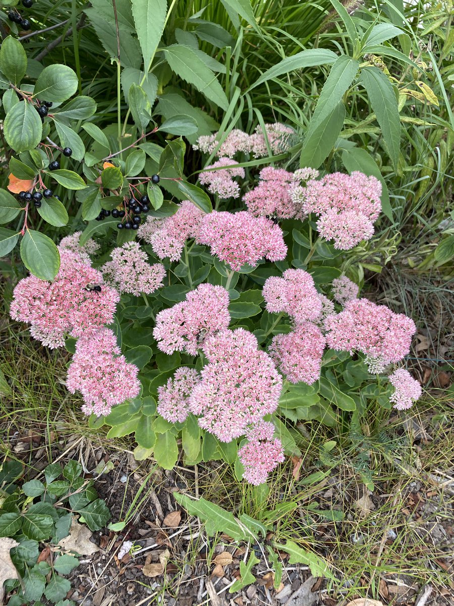 A few of our students were interested in learning about the names of the flowers and berries in our rain garden. One student asked, “Why is the bee on the flowers?”
#InquiringMinds #Kindergarten