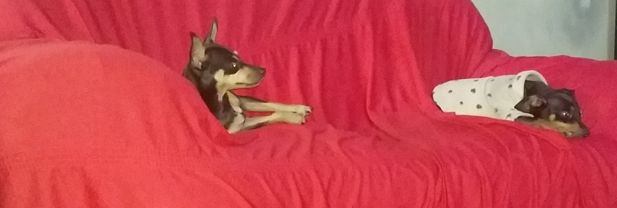 EdduSayao's tweet photo. Amigas #Lunna e #Zoe https://t.co/W6NQDapjsG