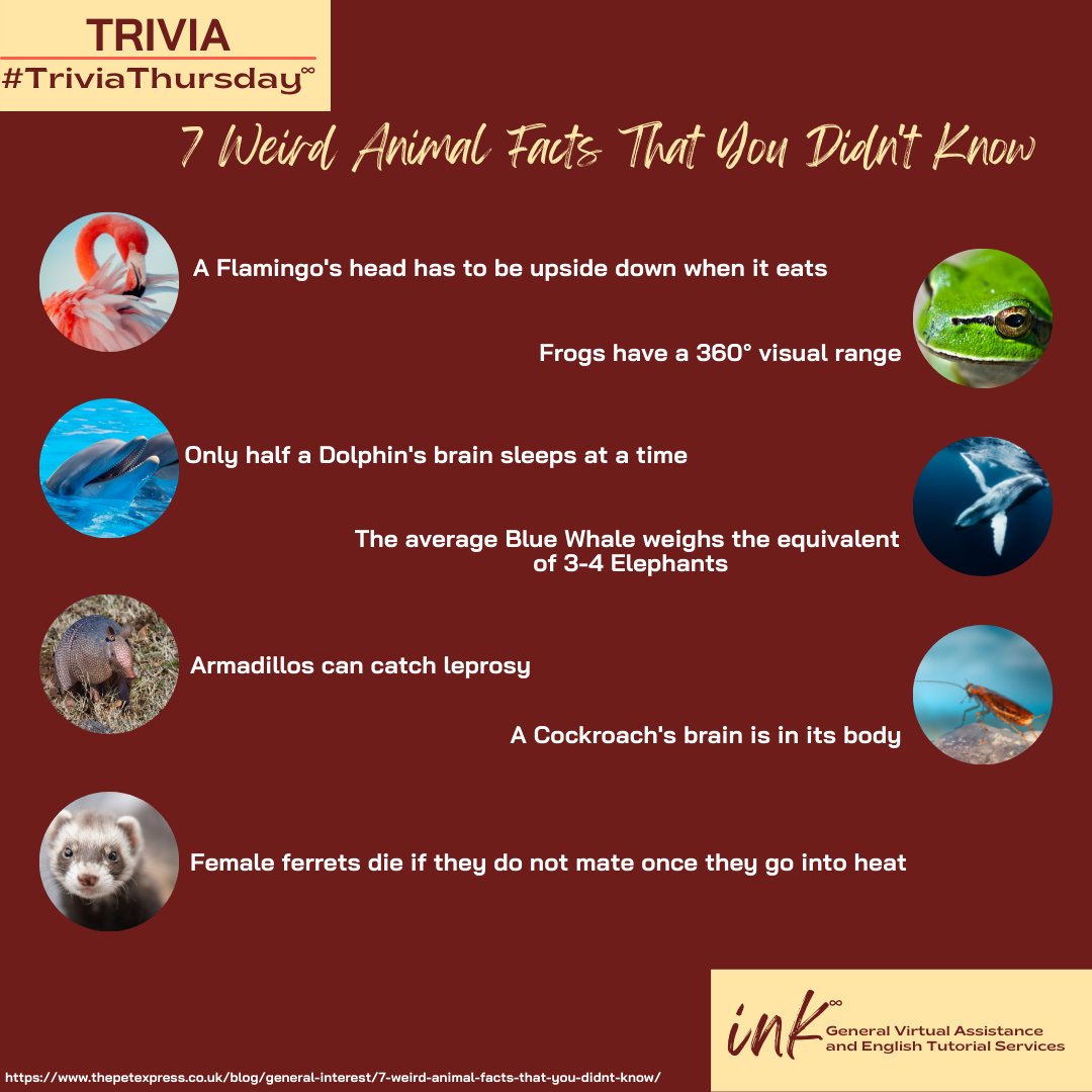 #TriviaThursday #animal #animalsfacts #InkGeneralVirtualAssistanceAndEnglishTutorialServices #VirtualAssistance #GeneralVirtualAssistance #EnglishTutorialServices

thepetexpress.co.uk/blog/general-i…