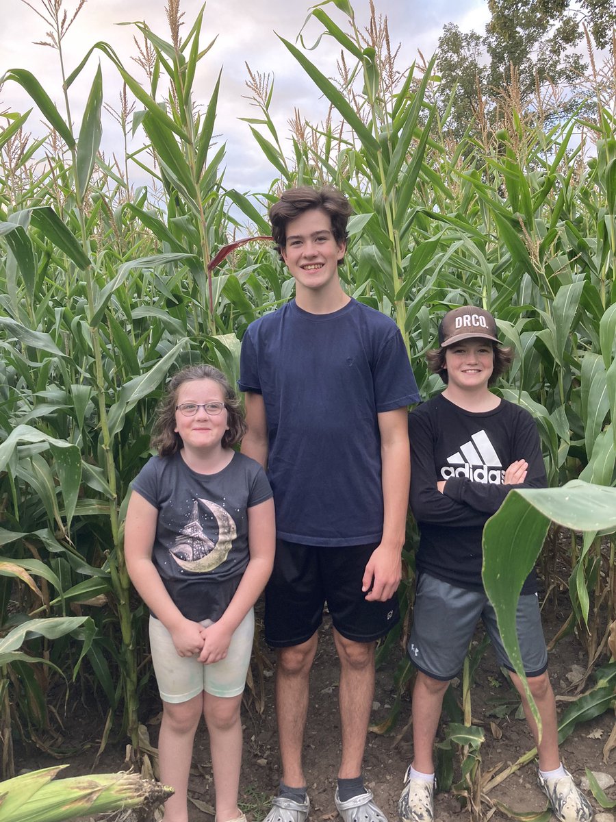 outsetcattleco's tweet photo. First time growing corn! 👏👏👏 https://t.co/BflDJQ6Vws