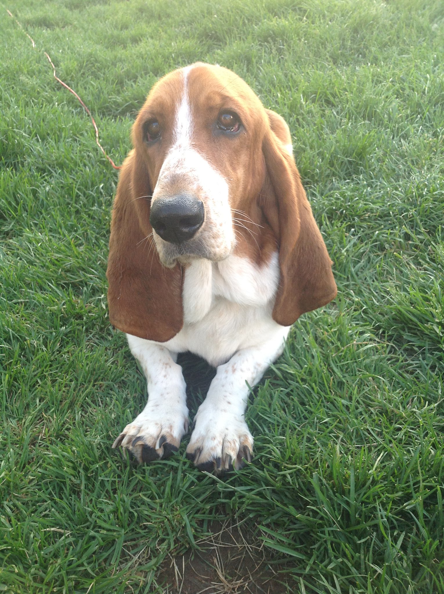 bassets-o-jockistan-iii-on-twitter-it-is-with-a-heavy-heart-that-we