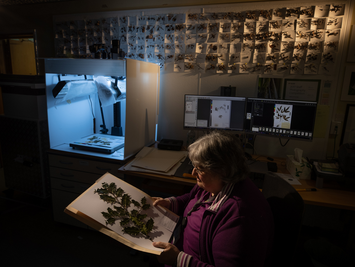 MattBuys's tweet photo. Of the ± 33000 plant specimens in #National_Foresty_Herbarium @scion_research #BioCollections, 100% databased, 52% imaged. https://t.co/LsvoA4S7yK https://t.co/gUYBCoXu0R